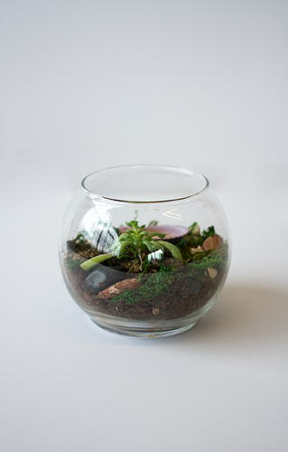 Terrarium Succulent